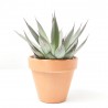 AGAVE M-11 VARIEDADES