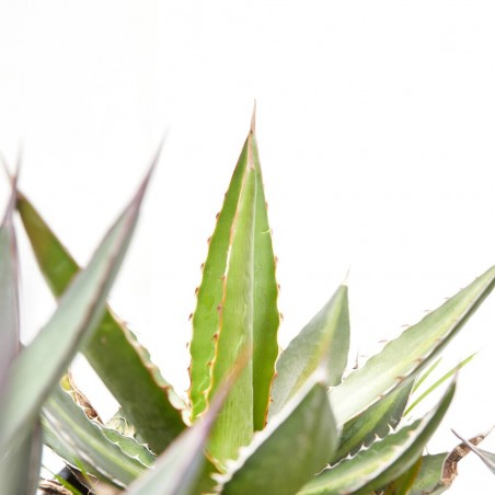 AGAVE M-11 VARIEDADES