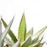 AGAVE M-11 VARIEDADES