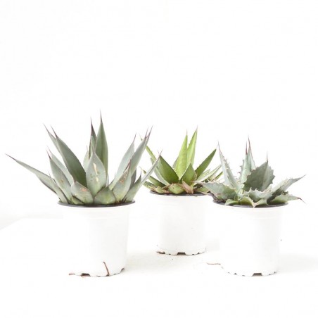 AGAVE M-11 VARIEDADES