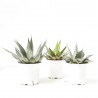 AGAVE M-11 VARIEDADES