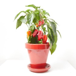 SNACK PIMIENTO ROJO MACETA 14CM