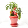 SNACK PIMIENTO ROJO MACETA 14CM