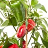 SNACK PIMIENTO ROJO MACETA 14CM