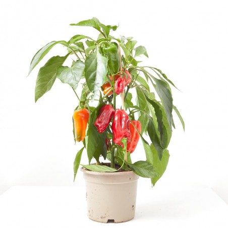 SNACK PIMIENTO ROJO MACETA 14CM