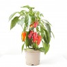 SNACK PIMIENTO ROJO MACETA 14CM