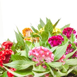 CELOSÍA VARIEDADES MACETA 13CM