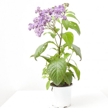 HELIOTROPO MACETA 13CM