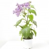 HELIOTROPO MACETA 13CM