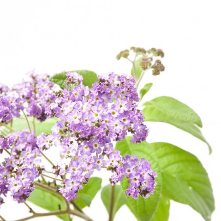 HELIOTROPO MACETA 13CM