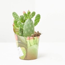 OPUNTIA INAMOENA MACETA 6.5CM