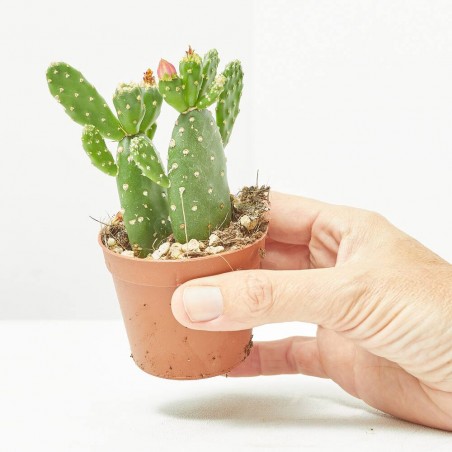 OPUNTIA INAMOENA MACETA 6.5CM