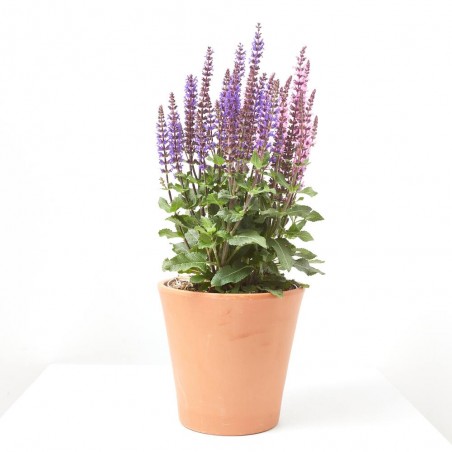 SALVIA MACETA 3L MULTICOLOR