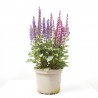 SALVIA MACETA 3L MULTICOLOR