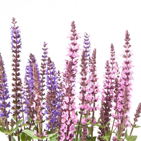 SALVIA MACETA 3L MULTICOLOR
