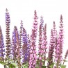 SALVIA MACETA 3L MULTICOLOR