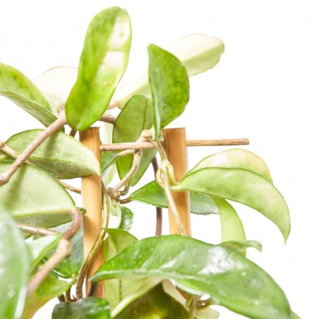 HOYA ESPALDERA 35CM MACETA 14CM