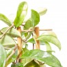 HOYA ESPALDERA 35CM MACETA 14CM