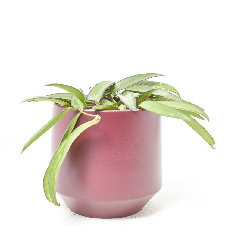 HOYA WAYETII MACETA 12CM