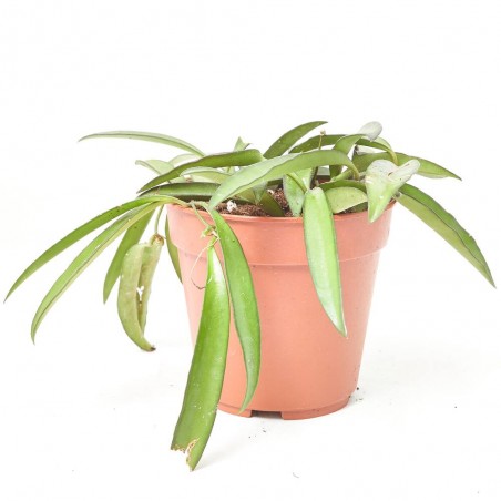 HOYA WAYETII MACETA 12CM