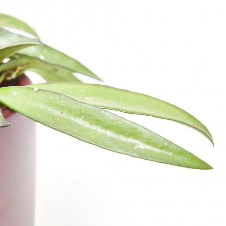 HOYA WAYETII MACETA 12CM