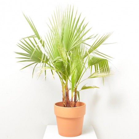 WASHINGTONIA MULTITRONCO 10L