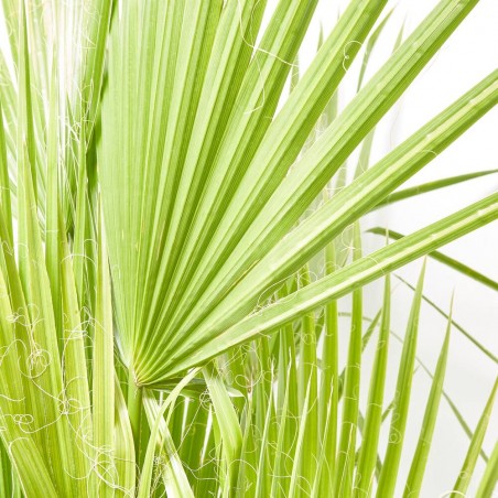 WASHINGTONIA MULTITRONCO 10L