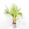 WASHINGTONIA MULTITRONCO 10L