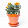 TAGETE EXTRA MACETA 11CM