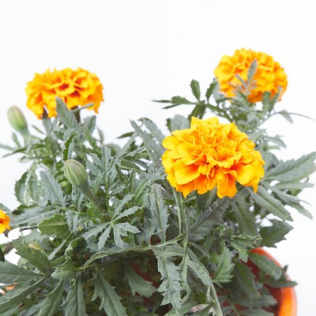 TAGETE EXTRA MACETA 11CM
