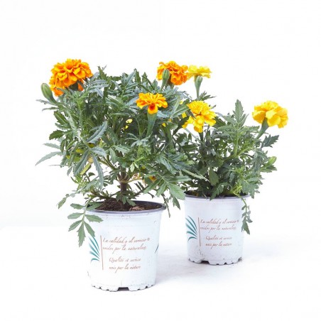 TAGETE EXTRA MACETA 11CM