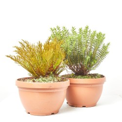 HEBE VARIEDADES TARRINA 3 LITROS