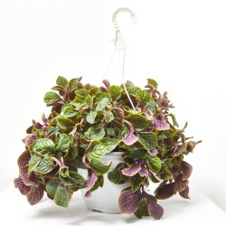 PLANTA DINERO VARIEDADES TARRINA 22CM COLGANTE