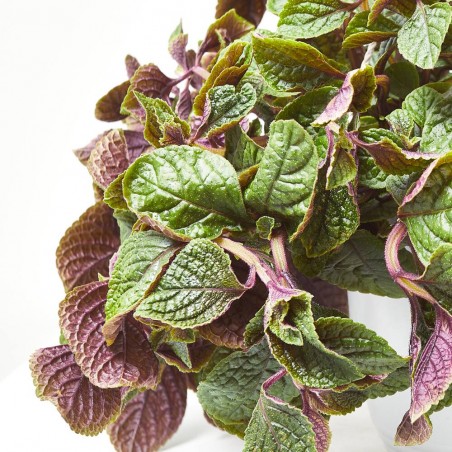 PLANTA DINERO VARIEDADES TARRINA 22CM COLGANTE