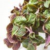 PLANTA DINERO VARIEDADES TARRINA 22CM COLGANTE