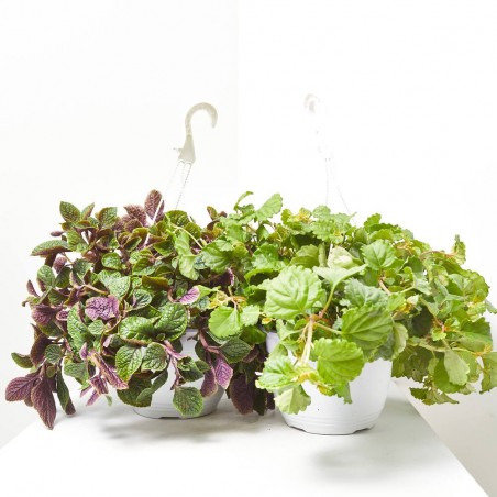 PLANTA DINERO VARIEDADES TARRINA 22CM COLGANTE