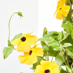 THUNBERGIA ALATA MACETA 13CM