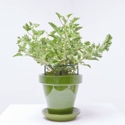 GERANIO ANTIMOSQUITO MACETA 15CM