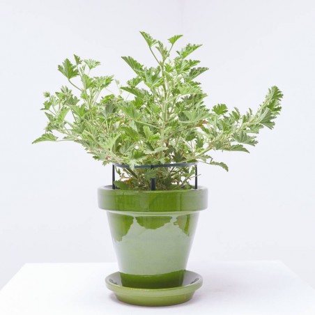 GERANIO ANTIMOSQUITO MACETA 15CM