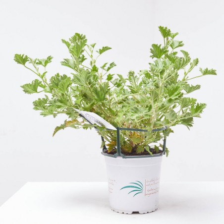 GERANIO ANTIMOSQUITO MACETA 15CM