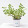 GERANIO ANTIMOSQUITO MACETA 15CM