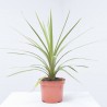 CORDYLINE 3L