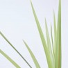CORDYLINE 3L