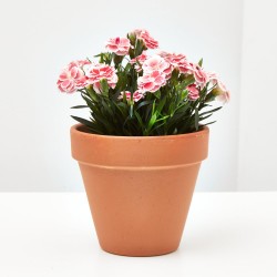 CLAVELINA | CLAVEL CHINO 