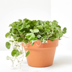 DICHONDRA GREEN