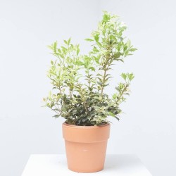 OSMANTHUS