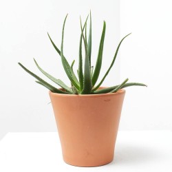 ALOE X SAFARI SUNRISE MACETA 3L