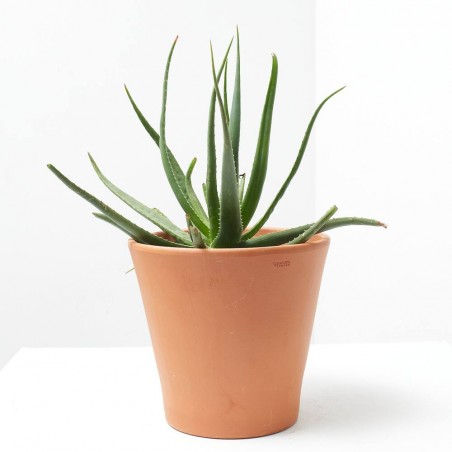 ALOE X SAFARI SUNRISE MACETA 3L