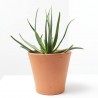ALOE X SAFARI SUNRISE MACETA 3L