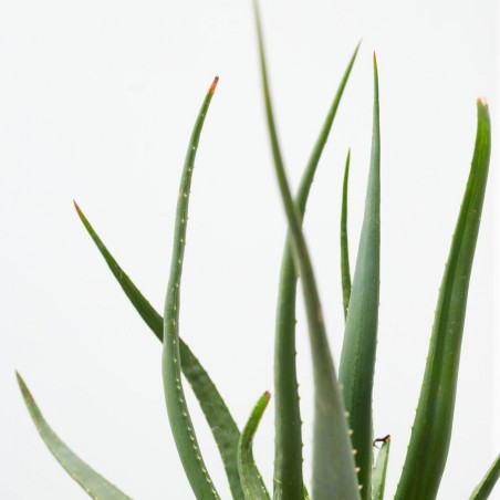 ALOE X SAFARI SUNRISE MACETA 3L